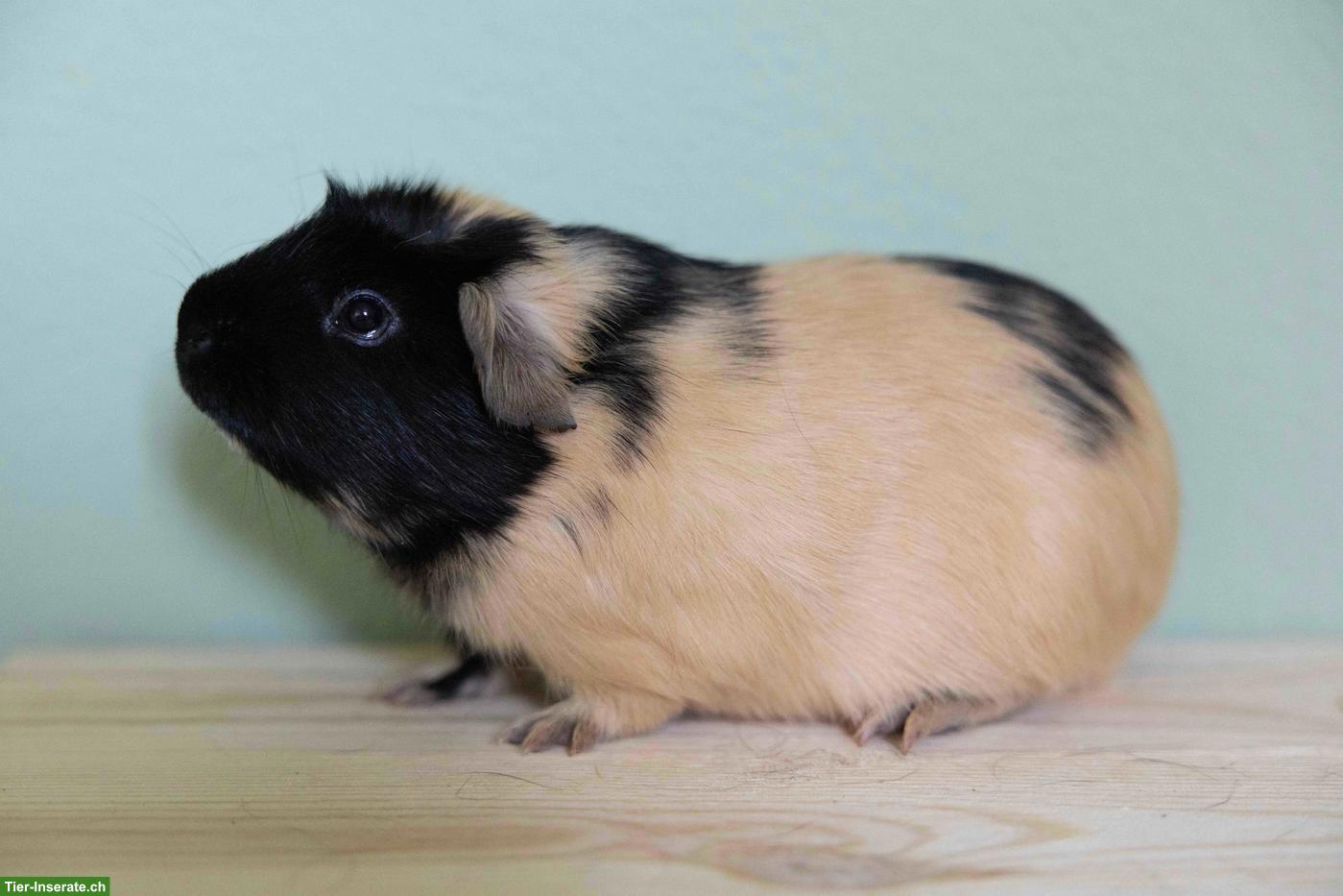 Crested Meerschweinchen Zuchtbock in creme/schwarz