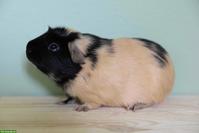 Crested Meerschweinchen Zuchtbock in creme/schwarz