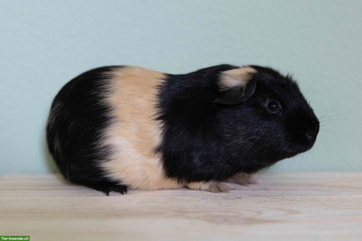 Bild 2: Crested Meerschweinchen Zuchtbock in creme/schwarz
