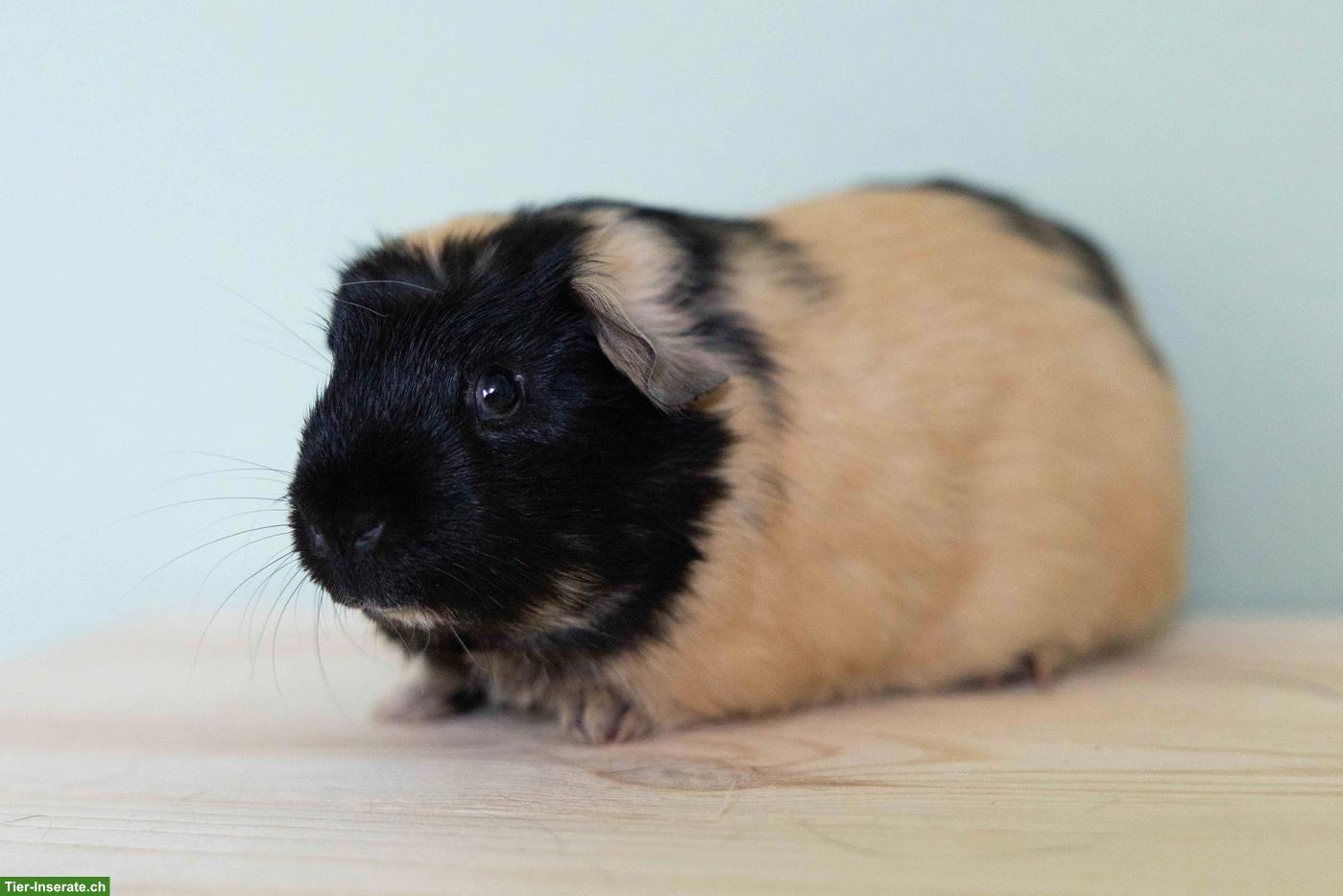 Bild 3: Crested Meerschweinchen Zuchtbock in creme/schwarz