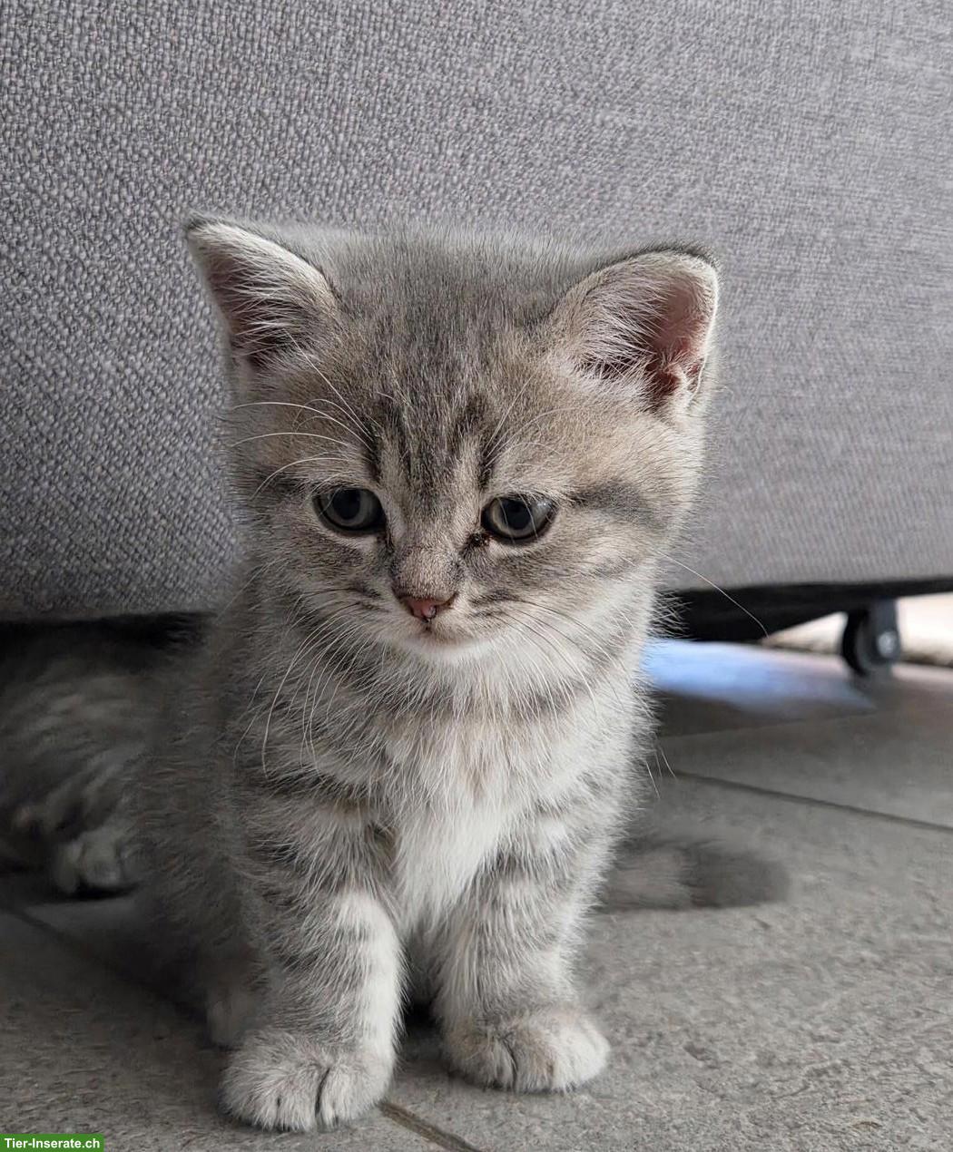 Britisch Kurzhaar Kitten, white, blue, tabby