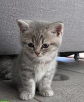 Britisch Kurzhaar Kitten, white, blue, tabby