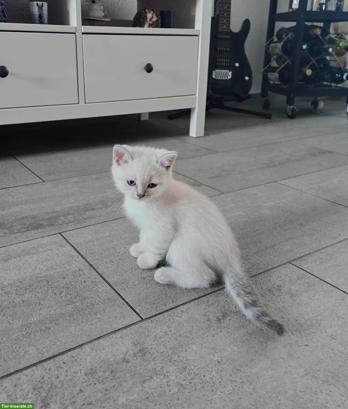 Bild 10: Britisch Kurzhaar Kitten, white, blue, tabby