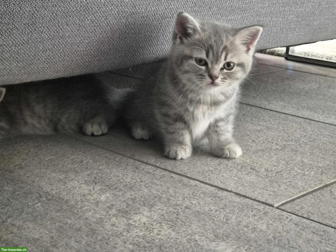 Bild 2: Britisch Kurzhaar Kitten, white, blue, tabby
