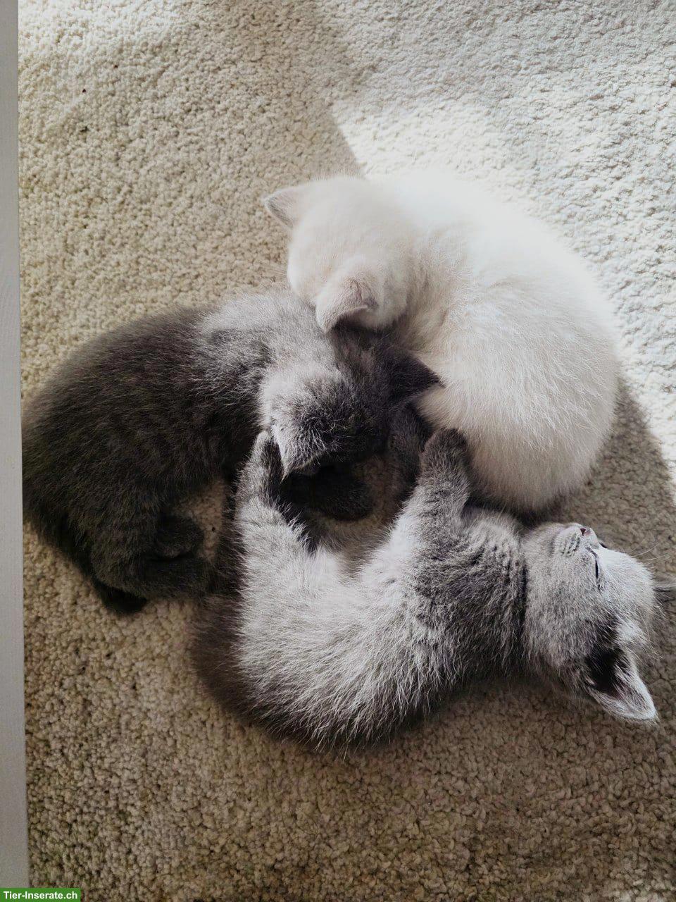 Bild 3: Britisch Kurzhaar Kitten, white, blue, tabby