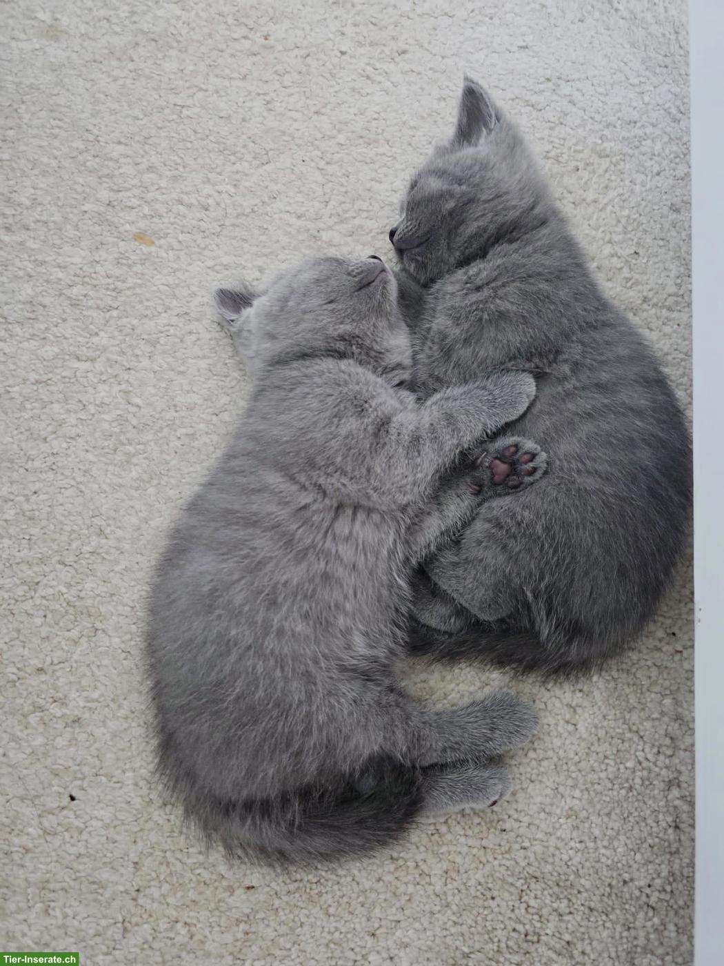 Bild 4: Britisch Kurzhaar Kitten, white, blue, tabby