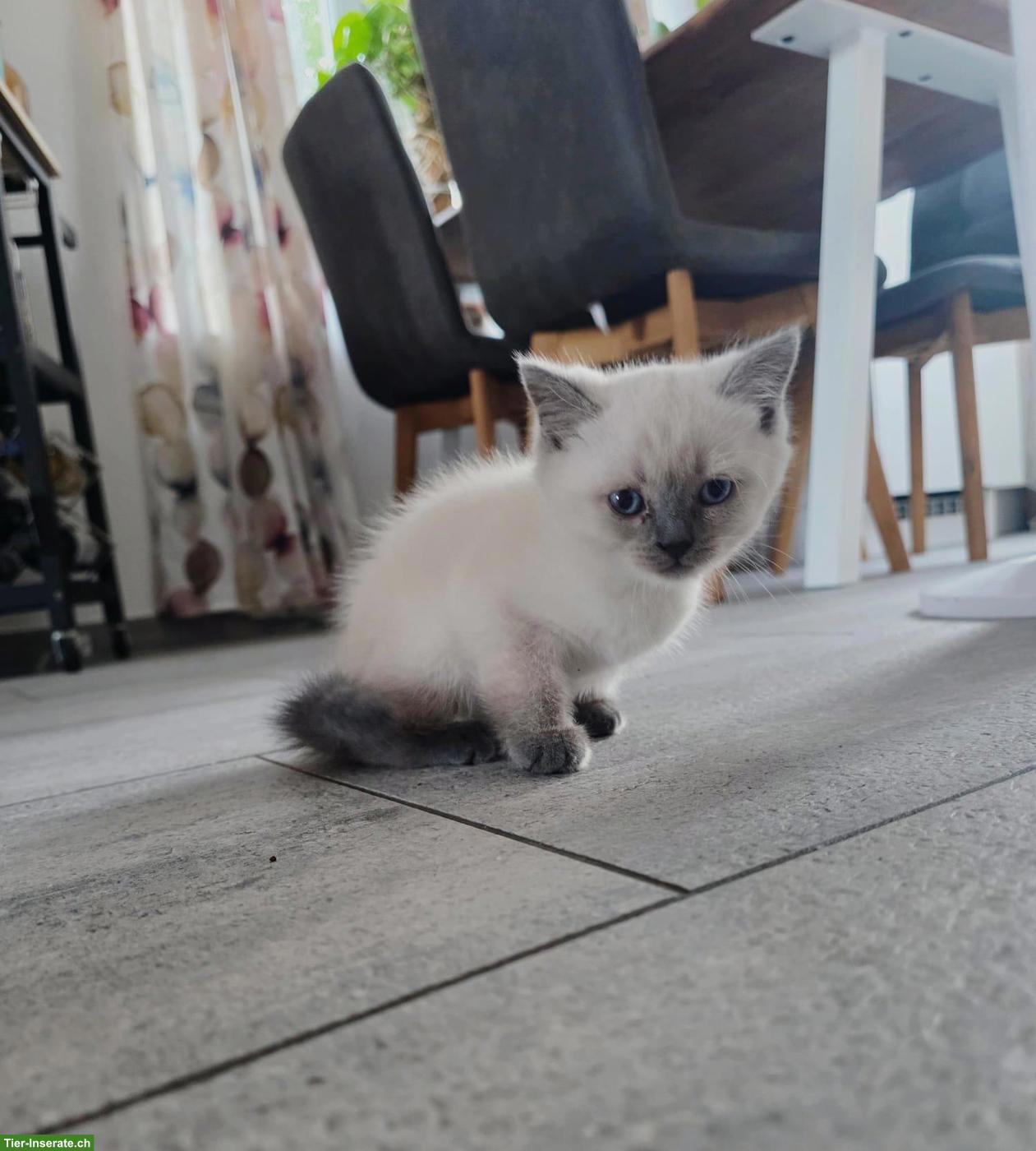 Bild 5: Britisch Kurzhaar Kitten, white, blue, tabby