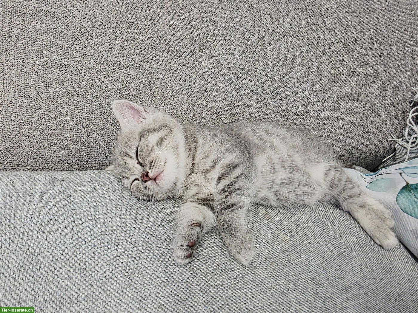 Bild 6: Britisch Kurzhaar Kitten, white, blue, tabby