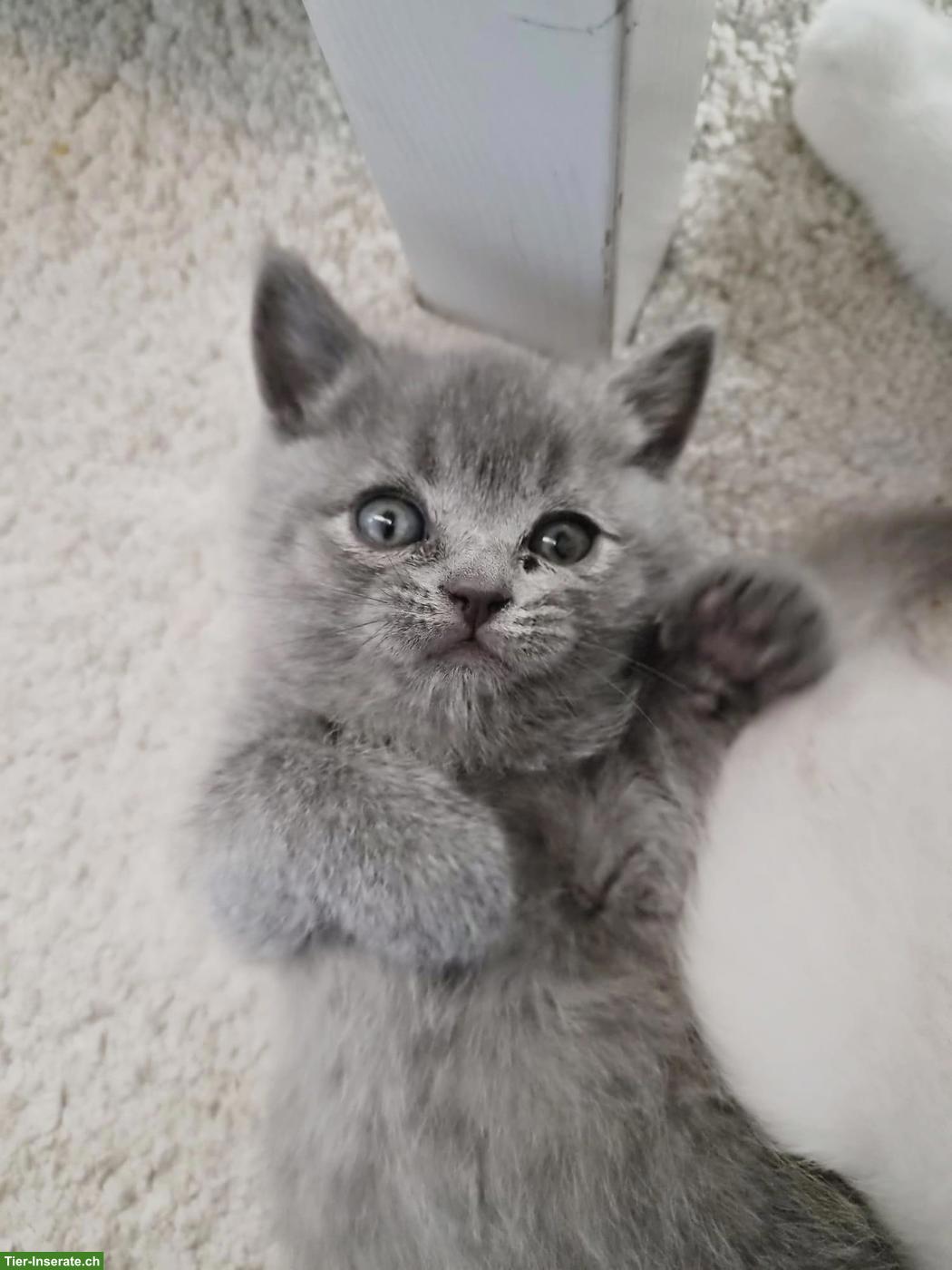 Bild 7: Britisch Kurzhaar Kitten, white, blue, tabby