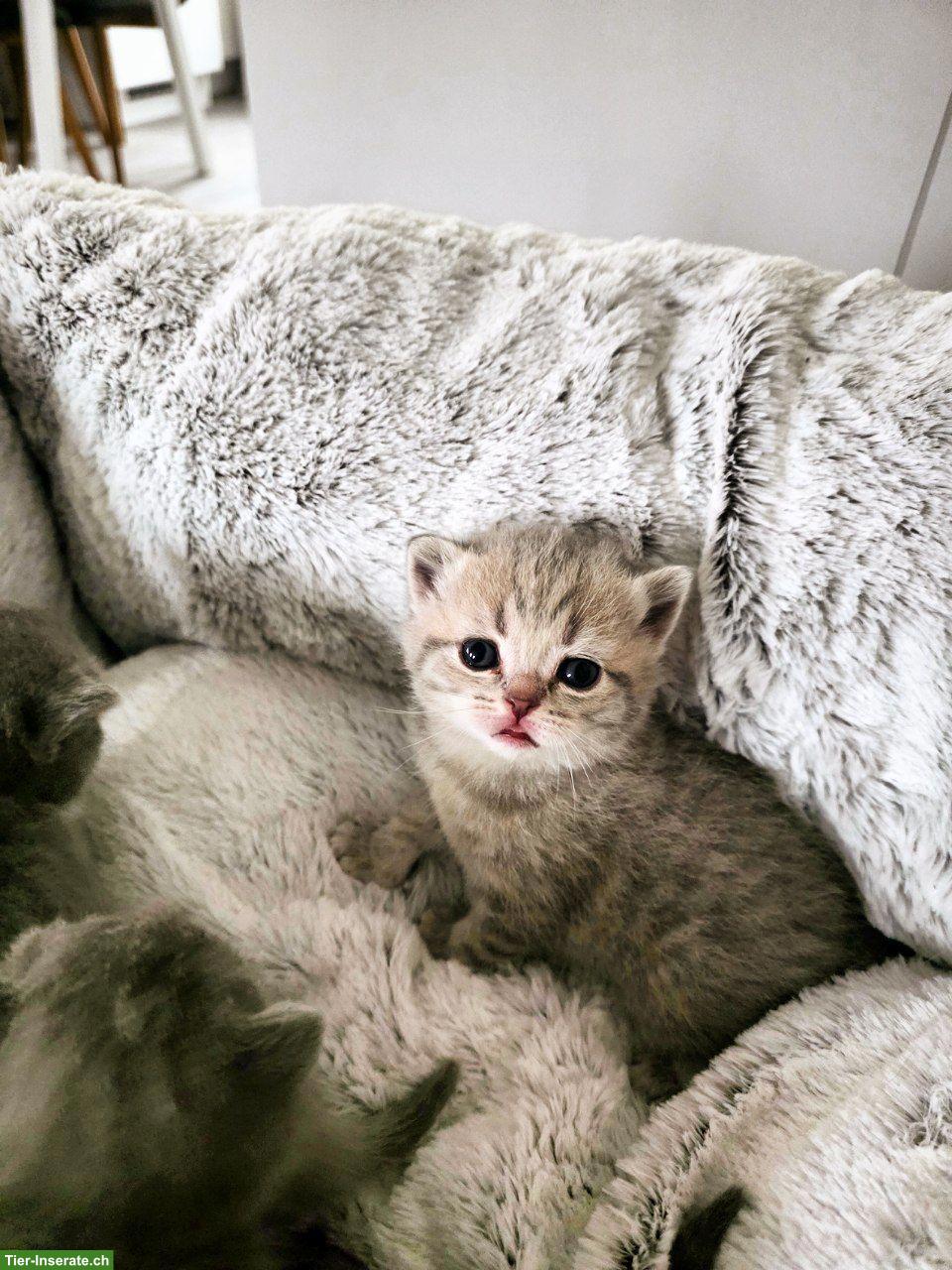 Bild 8: Britisch Kurzhaar Kitten, white, blue, tabby
