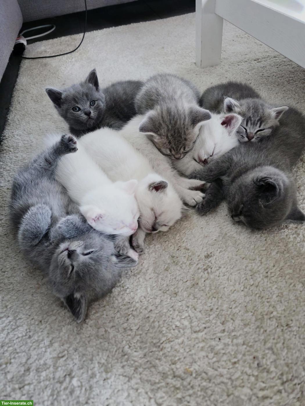 Bild 9: Britisch Kurzhaar Kitten, white, blue, tabby