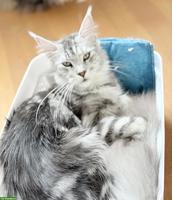 Junge Maine Coon Katze, reinrassig