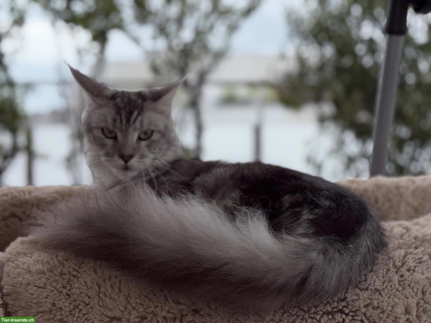Bild 2: Junge Maine Coon Katze, reinrassig