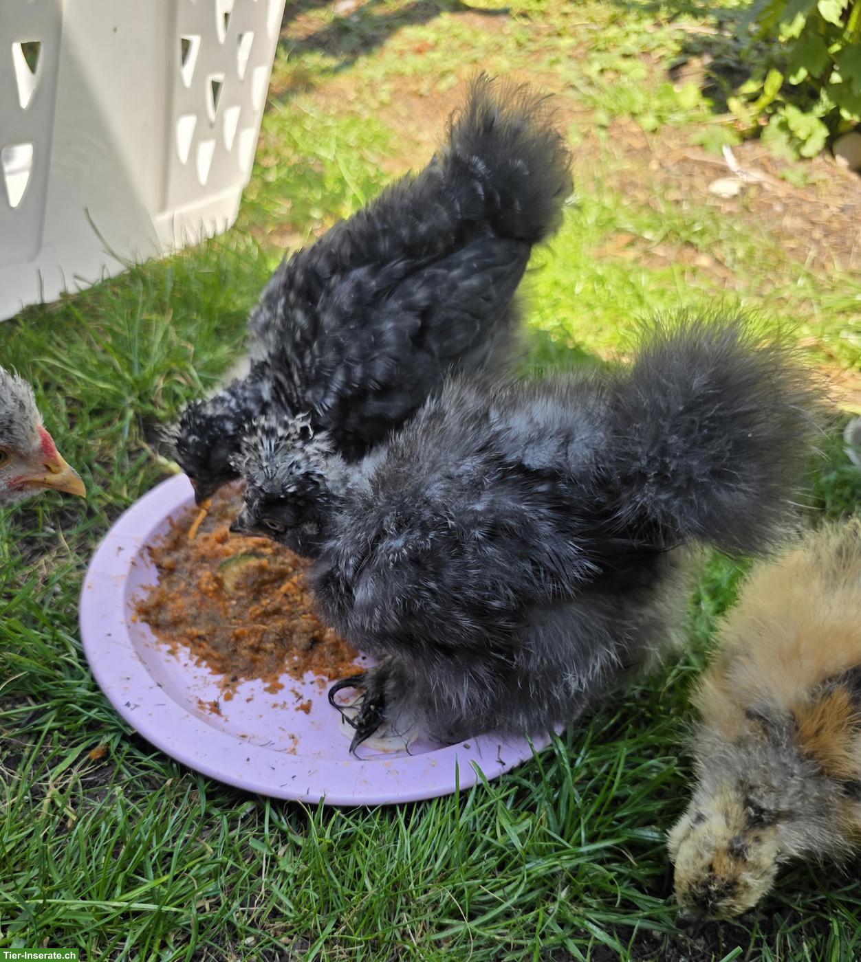 Seidenhuhn, Strupphähne gratis abzugeben
