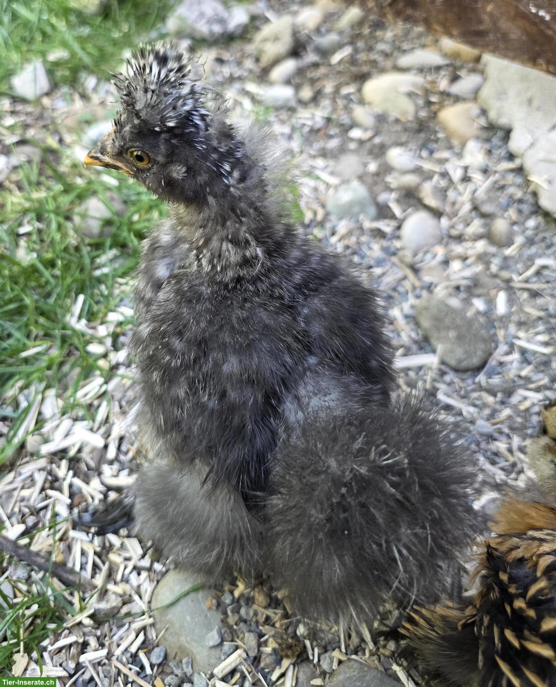 Bild 10: Seidenhuhn, Strupphähne gratis abzugeben