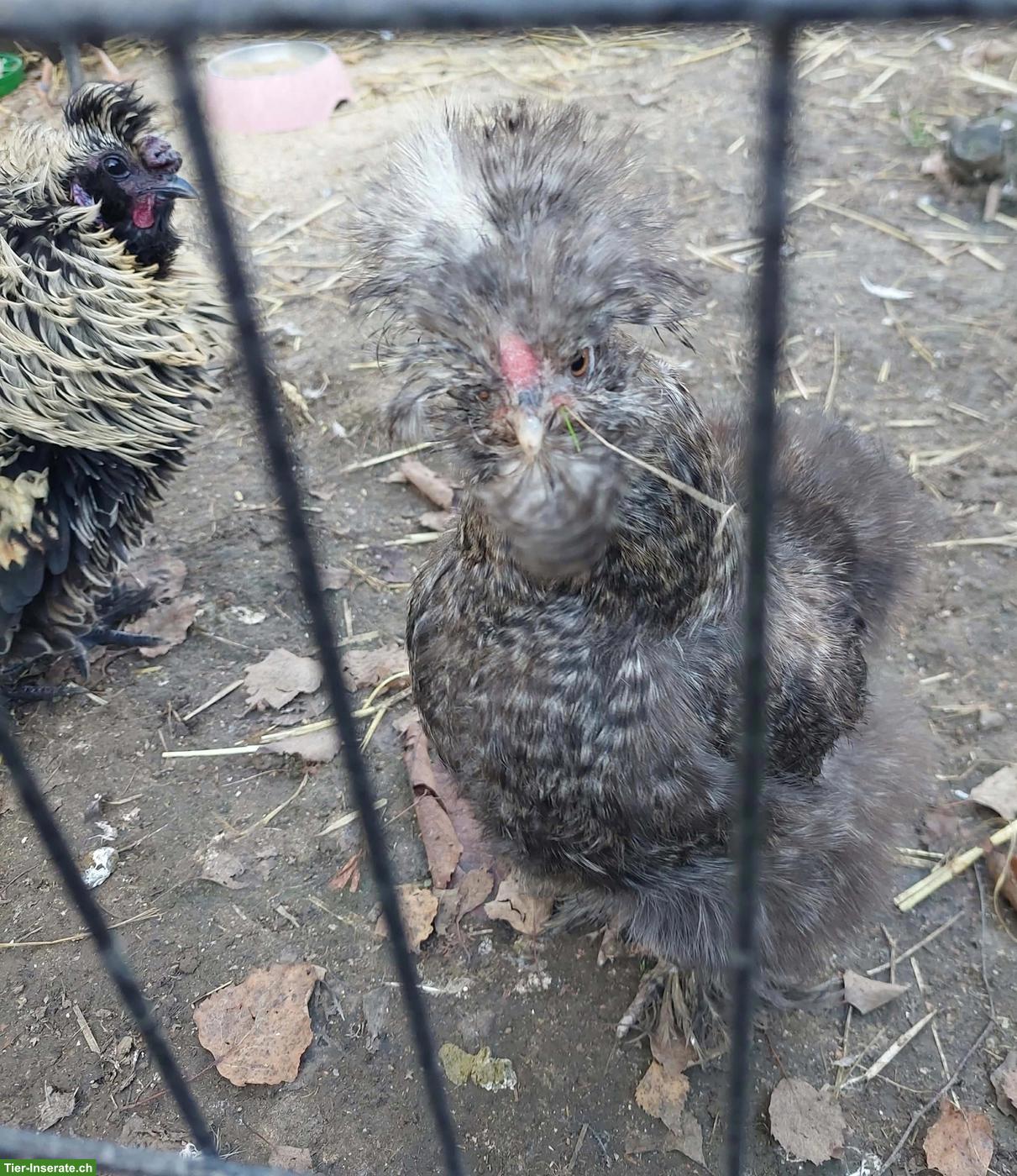 Bild 2: Seidenhuhn, Strupphähne gratis abzugeben