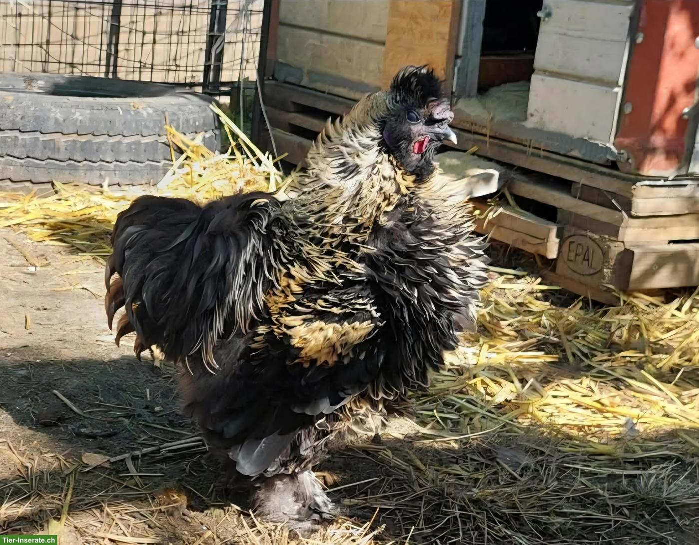 Bild 3: Seidenhuhn, Strupphähne gratis abzugeben