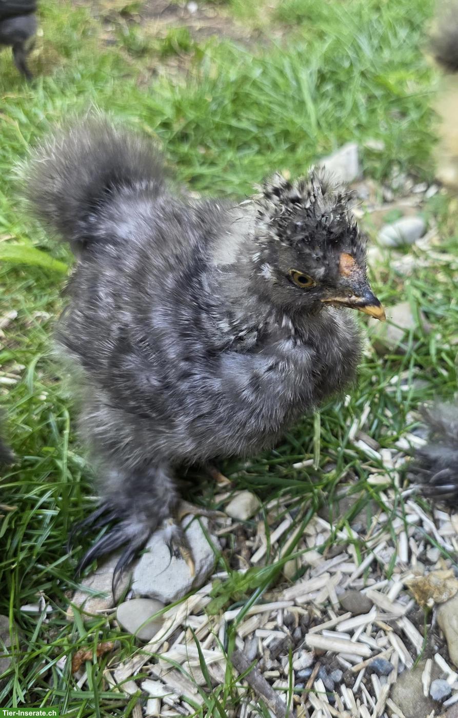 Bild 4: Seidenhuhn, Strupphähne gratis abzugeben
