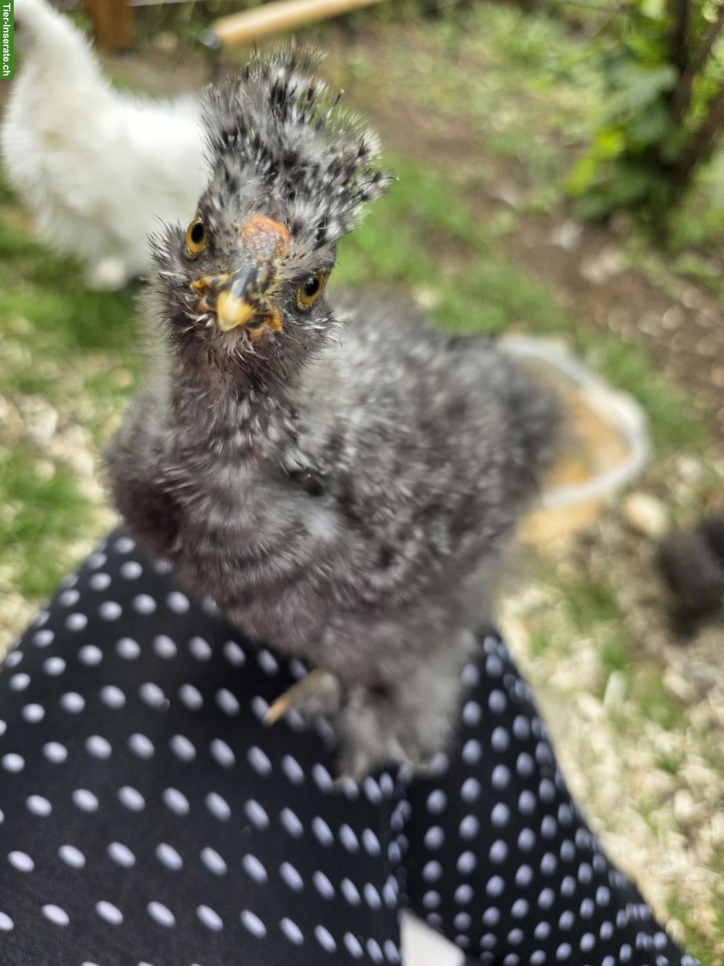 Bild 5: Seidenhuhn, Strupphähne gratis abzugeben