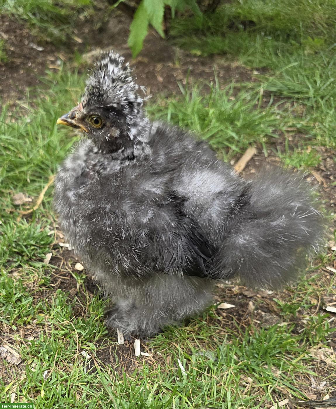 Bild 7: Seidenhuhn, Strupphähne gratis abzugeben