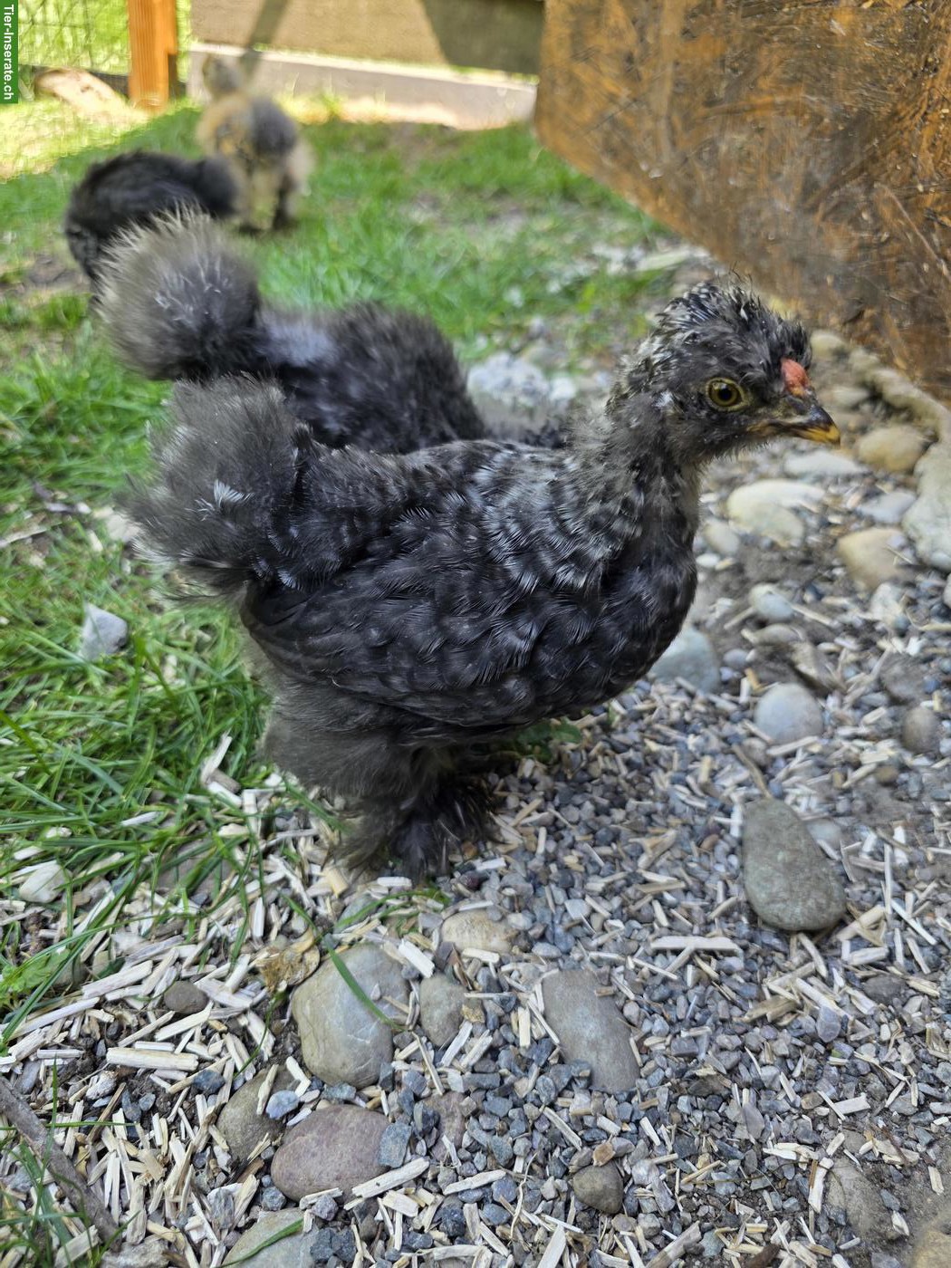 Bild 8: Seidenhuhn, Strupphähne gratis abzugeben