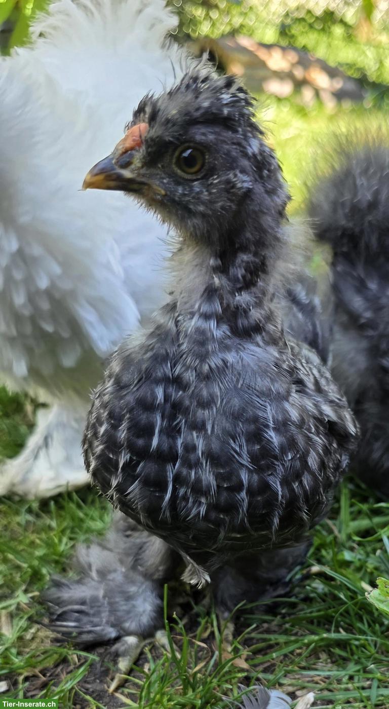 Bild 9: Seidenhuhn, Strupphähne gratis abzugeben