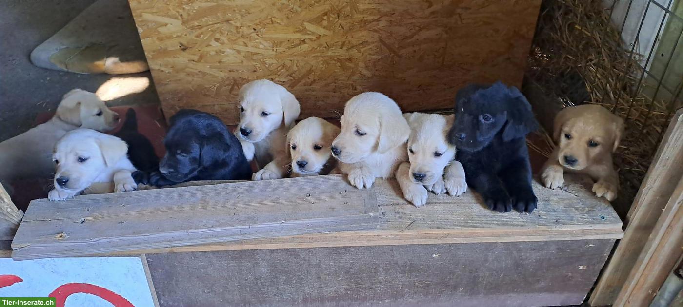 Labrador Welpen zu verkaufen