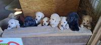 Labrador Welpen zu verkaufen