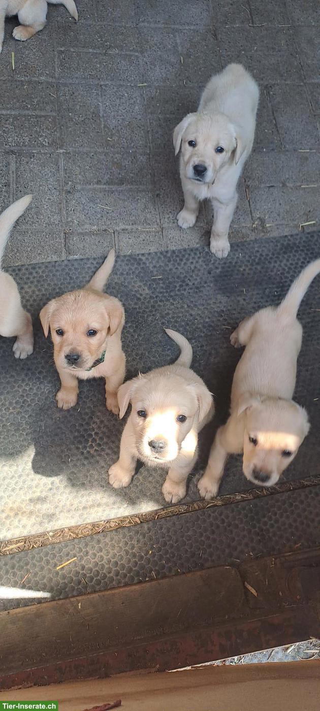 Bild 2: Labrador Welpen zu verkaufen