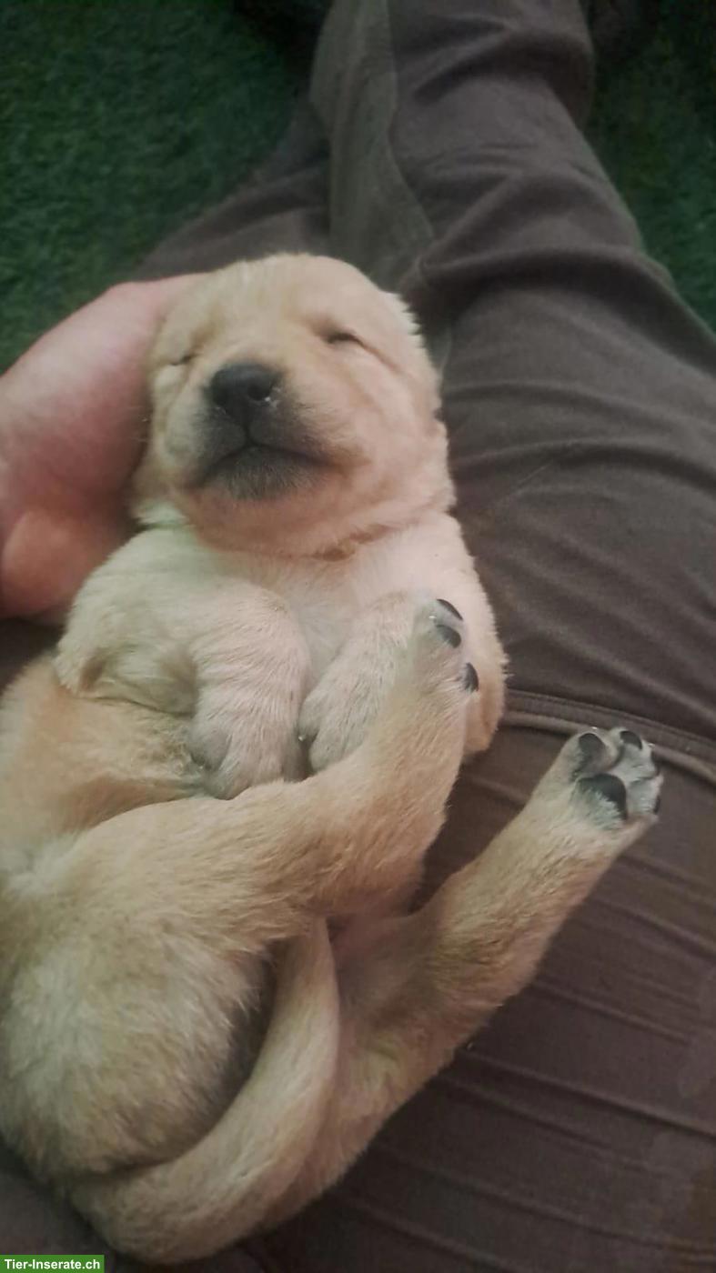 Bild 3: Labrador Welpen zu verkaufen