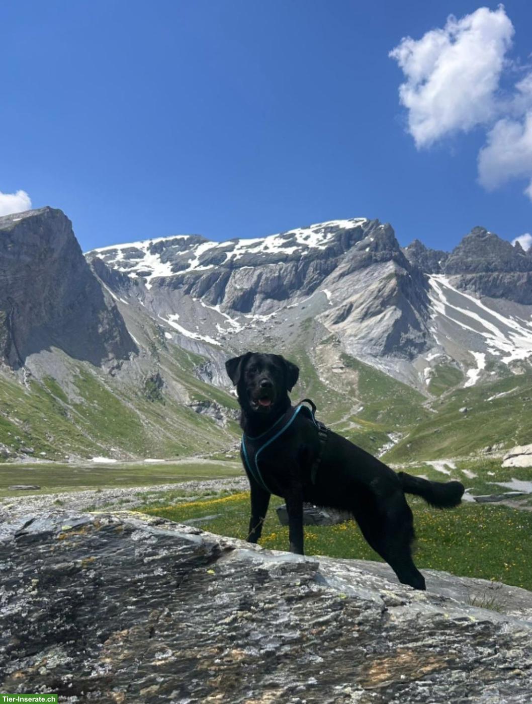 Bild 4: Labrador Welpen zu verkaufen