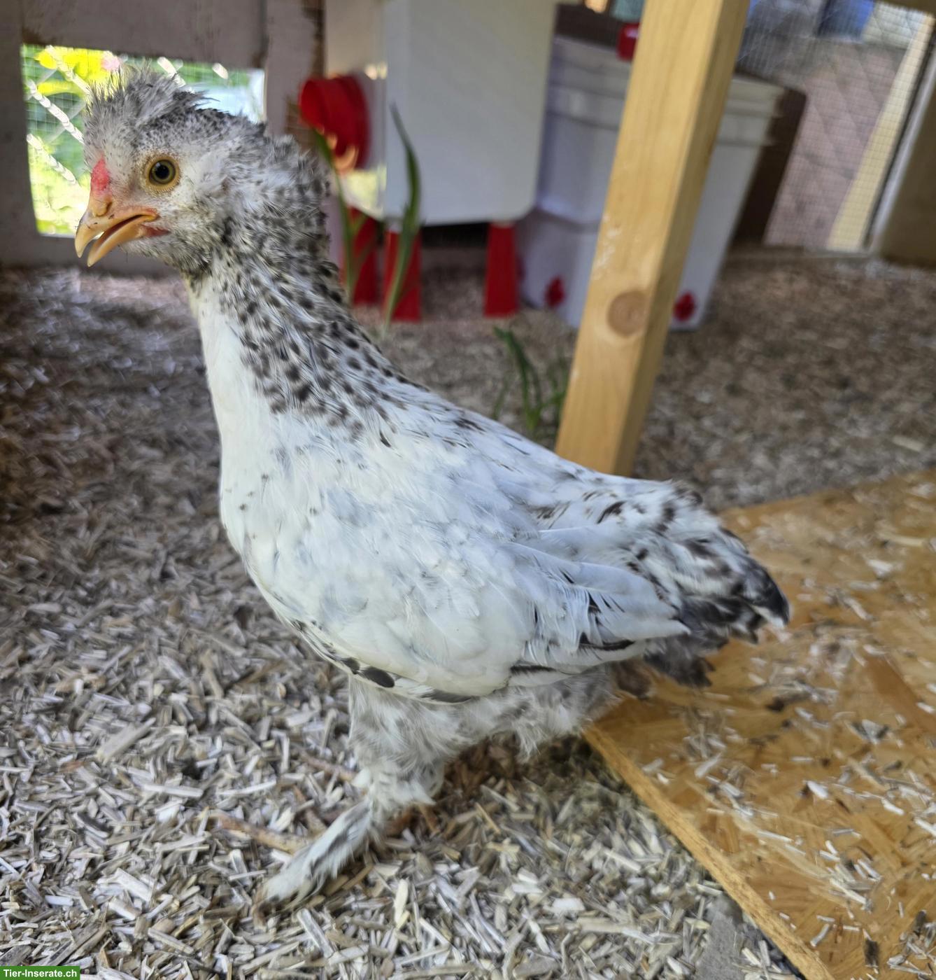 Sussex Strupphahn gratis abzugeben