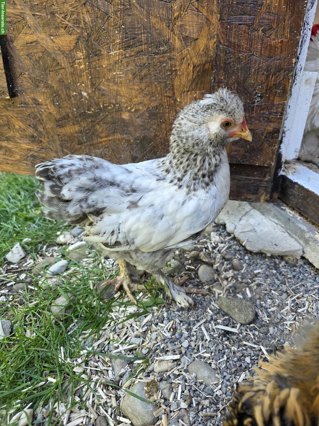 Bild 5: Sussex Strupphahn gratis abzugeben