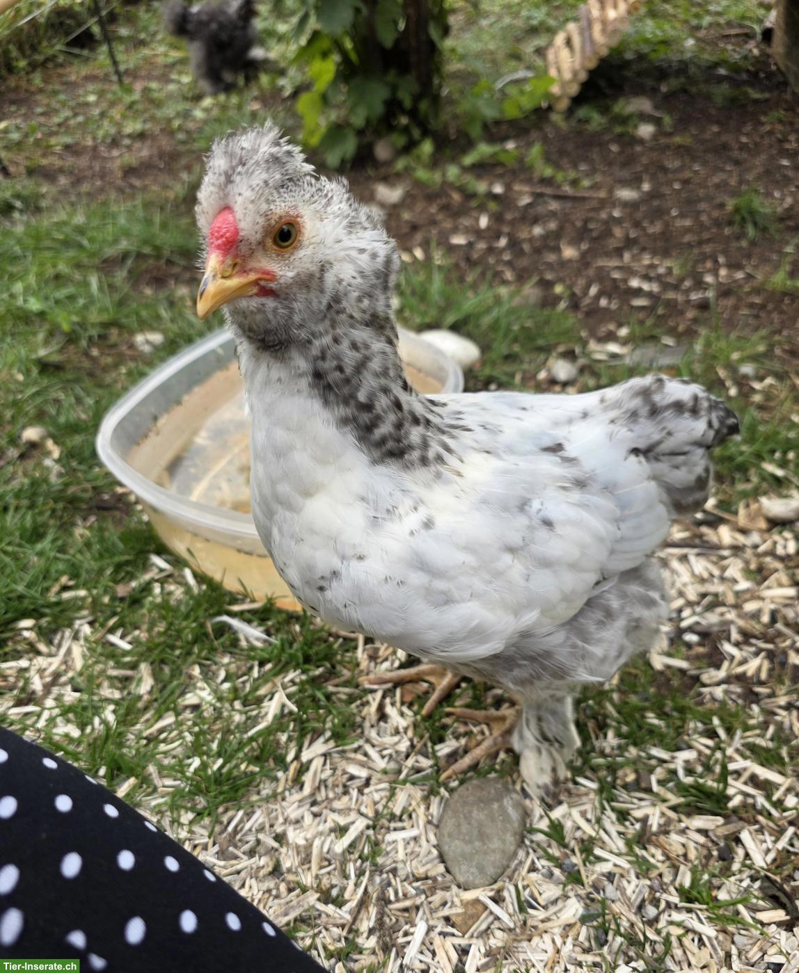 Bild 6: Sussex Strupphahn gratis abzugeben