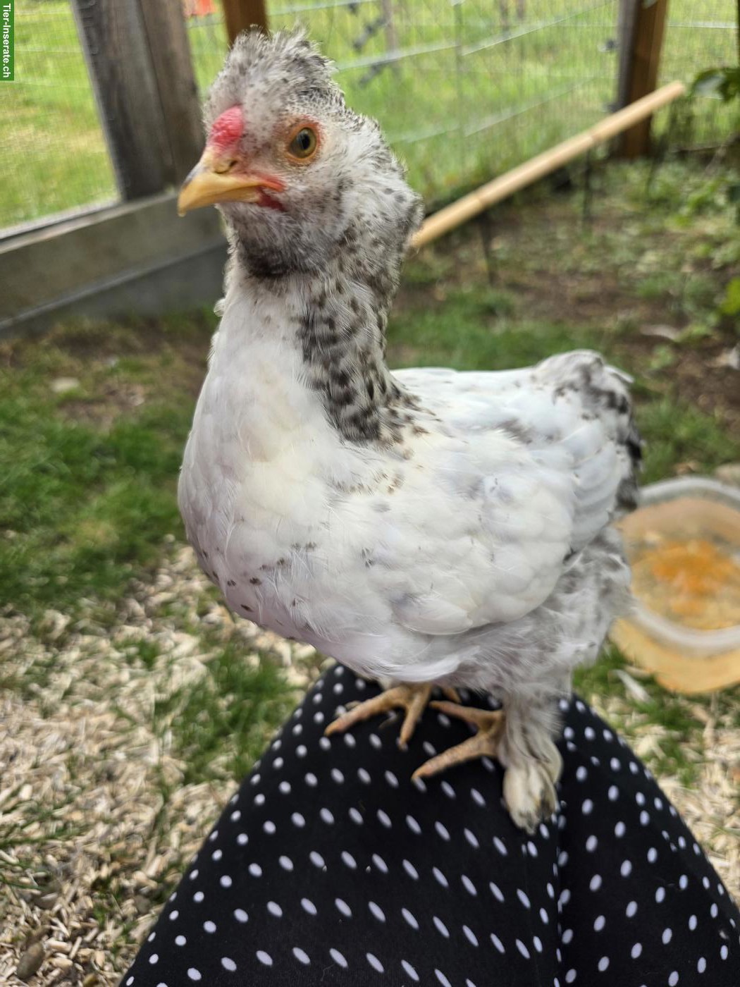 Bild 7: Sussex Strupphahn gratis abzugeben
