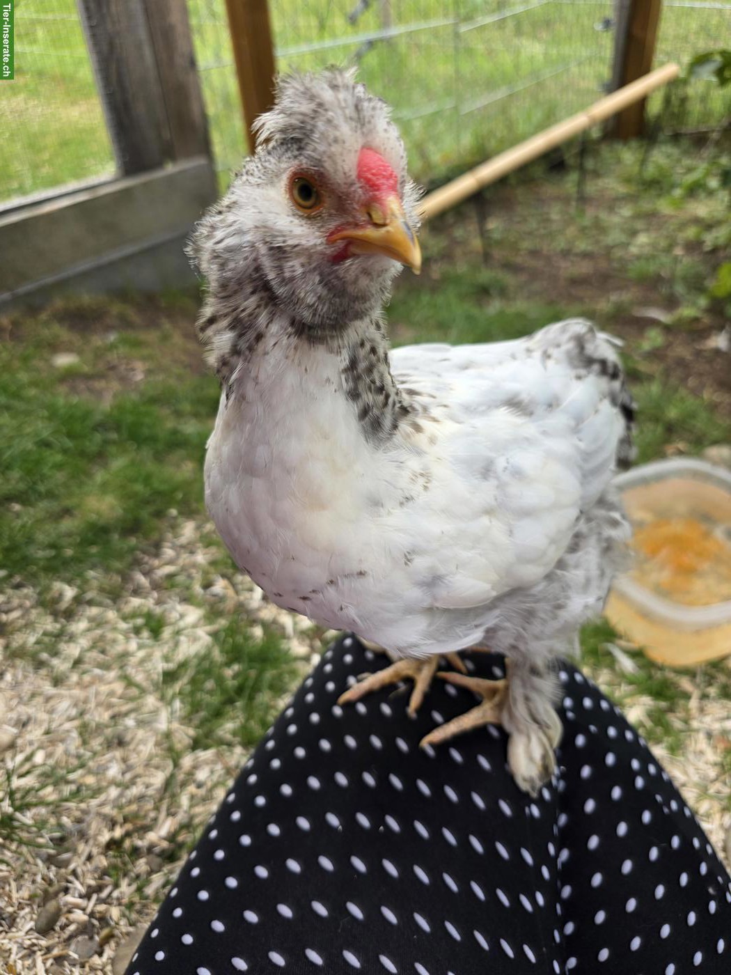 Bild 8: Sussex Strupphahn gratis abzugeben