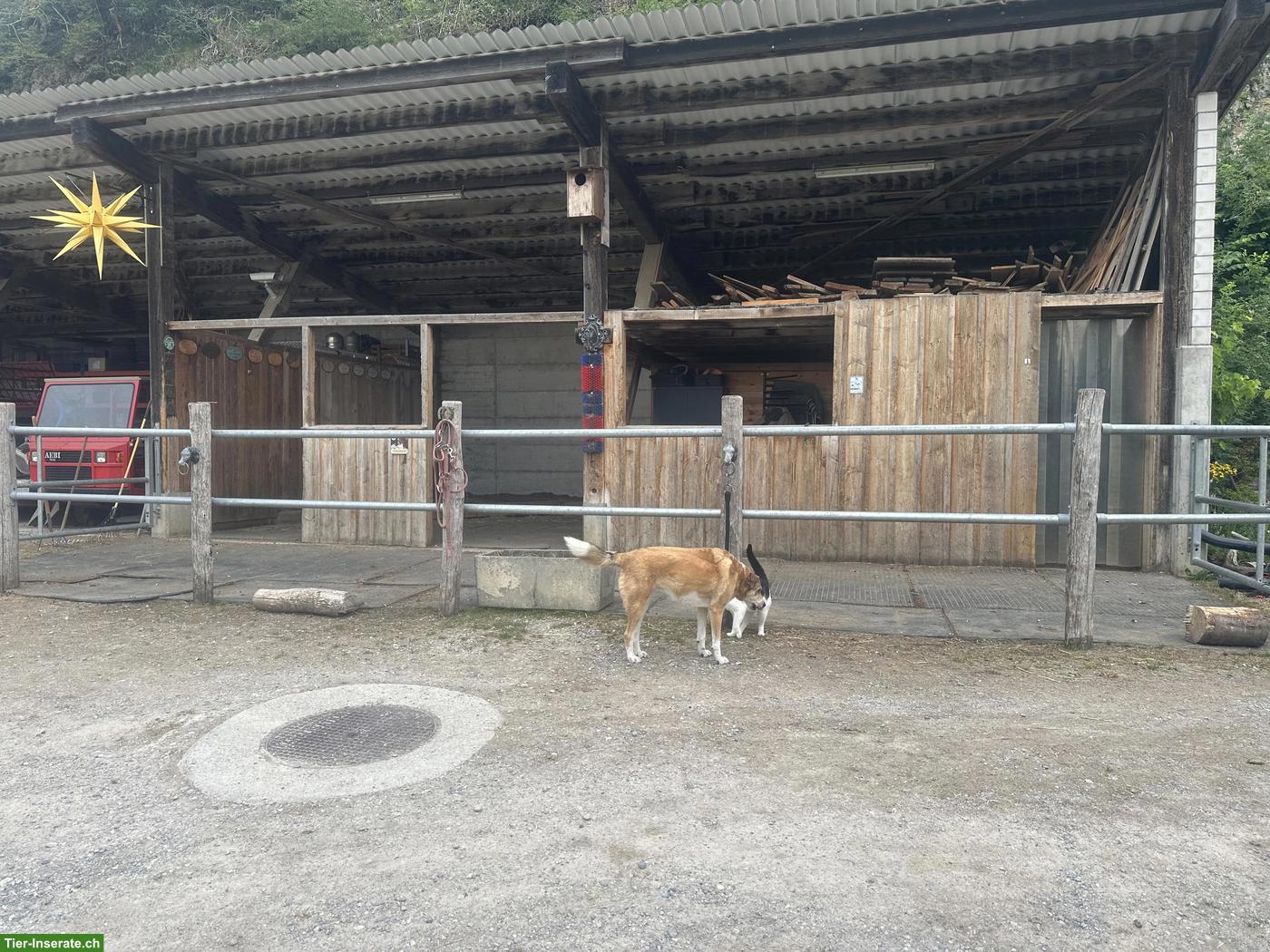 Offenstallplatz für Pferd, Maultier, Pony oder Esel, Steg im Tösstal