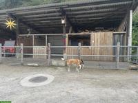 Offenstallplatz für Pferd, Maultier, Pony oder Esel, Steg im Tösstal