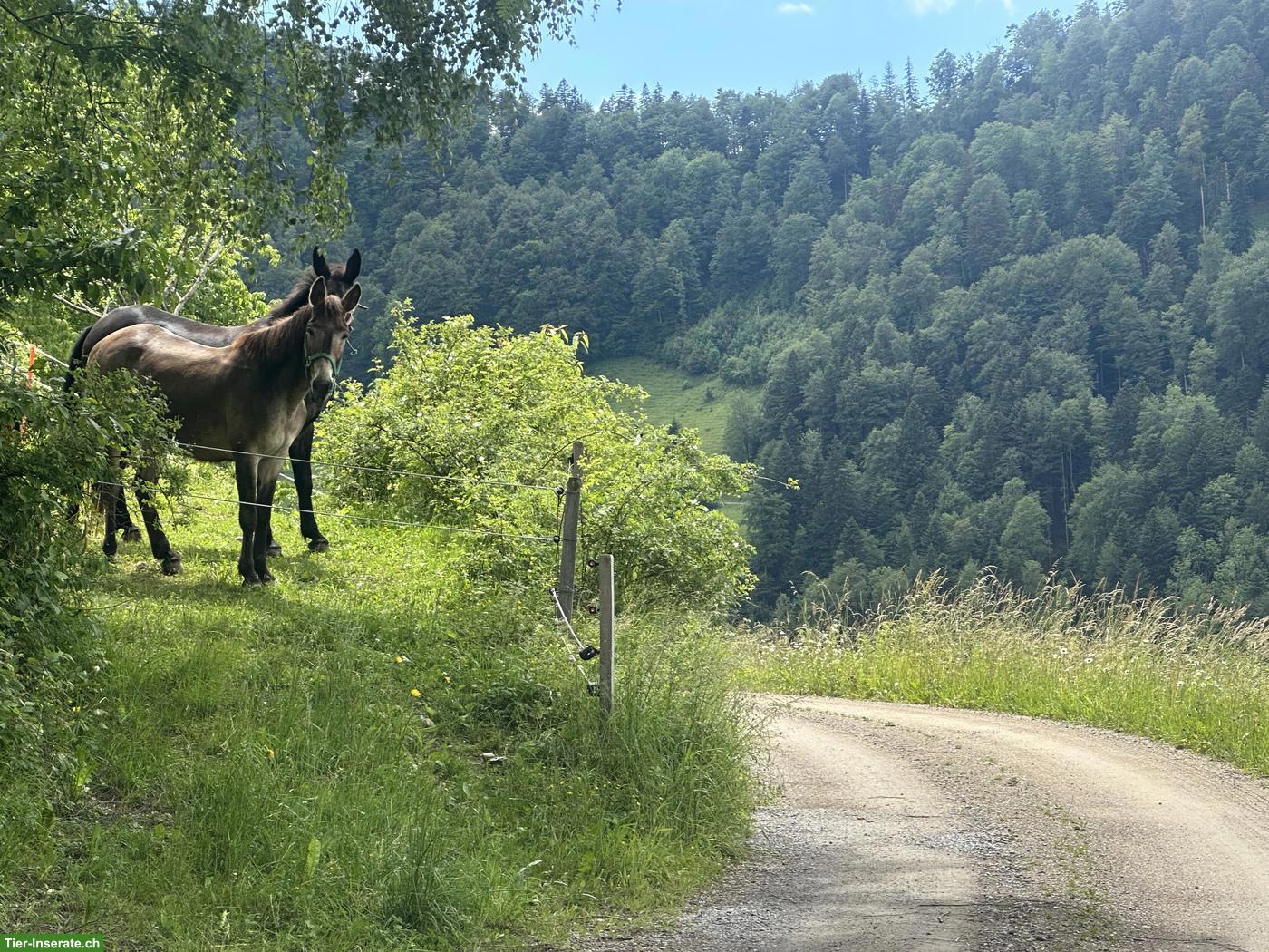 Bild 2: Offenstallplatz für Pferd, Maultier, Pony oder Esel, Steg im Tösstal