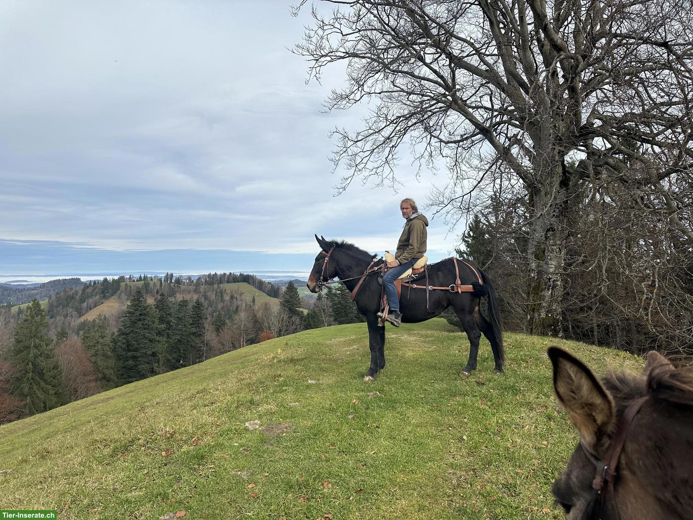 Bild 4: Offenstallplatz für Pferd, Maultier, Pony oder Esel, Steg im Tösstal