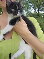 2 Kitten zu vergeben, weiblich