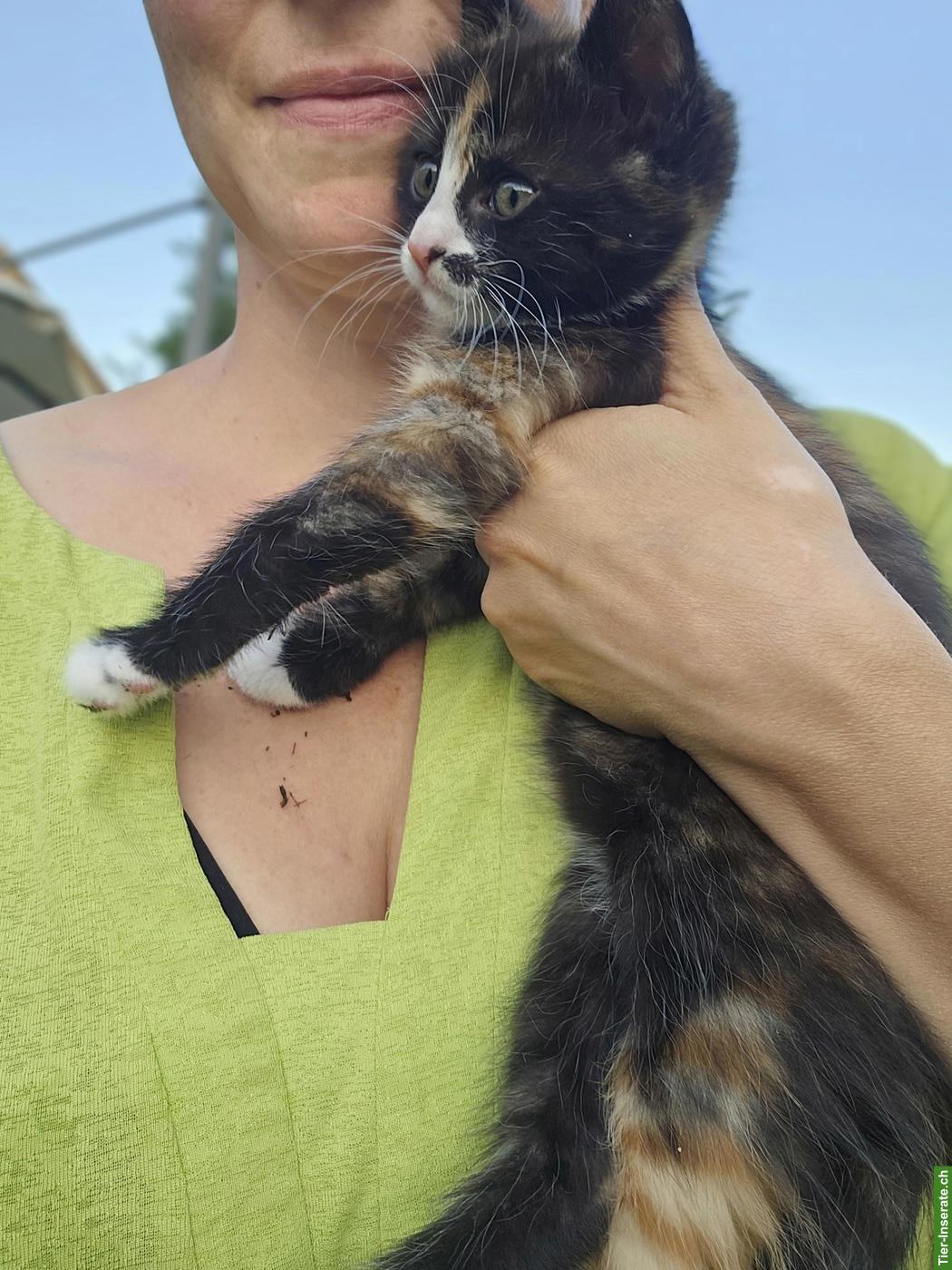 Bild 2: 2 Kitten zu vergeben, weiblich
