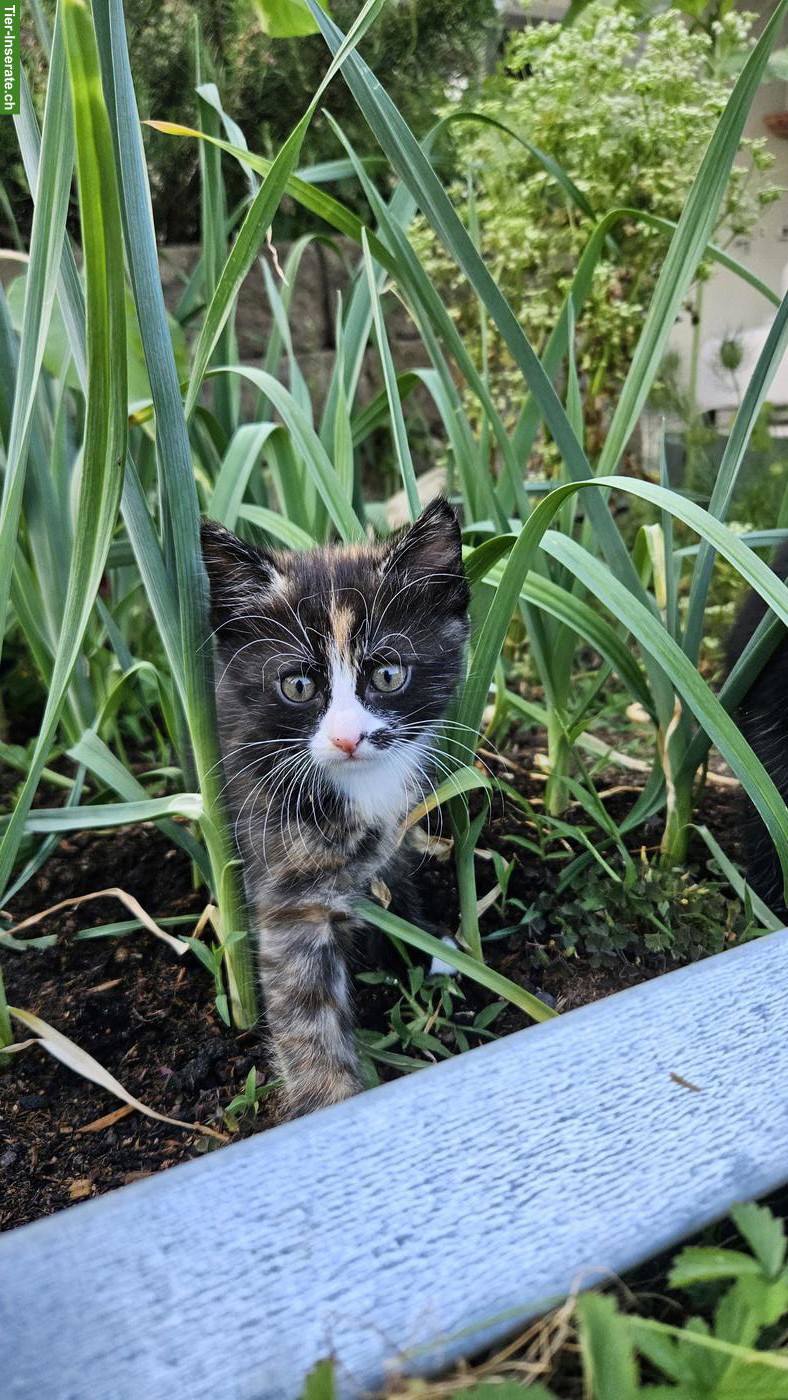 Bild 3: 2 Kitten zu vergeben, weiblich