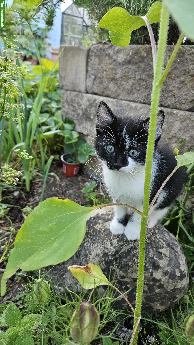 Bild 4: 2 Kitten zu vergeben, weiblich