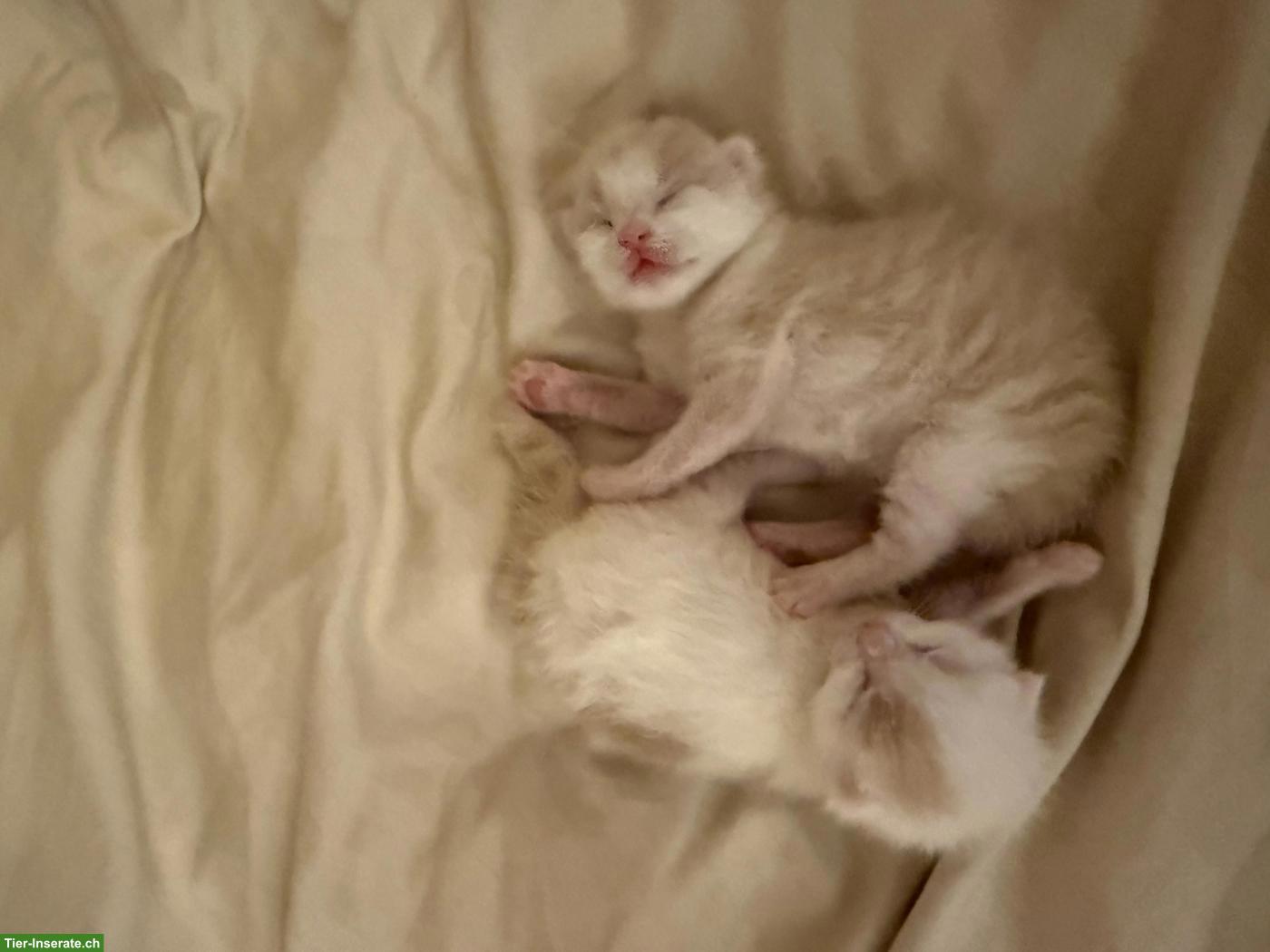 Bild 2: Baby Kätzchen suchen gemeinsames, liebevolles Zuhause