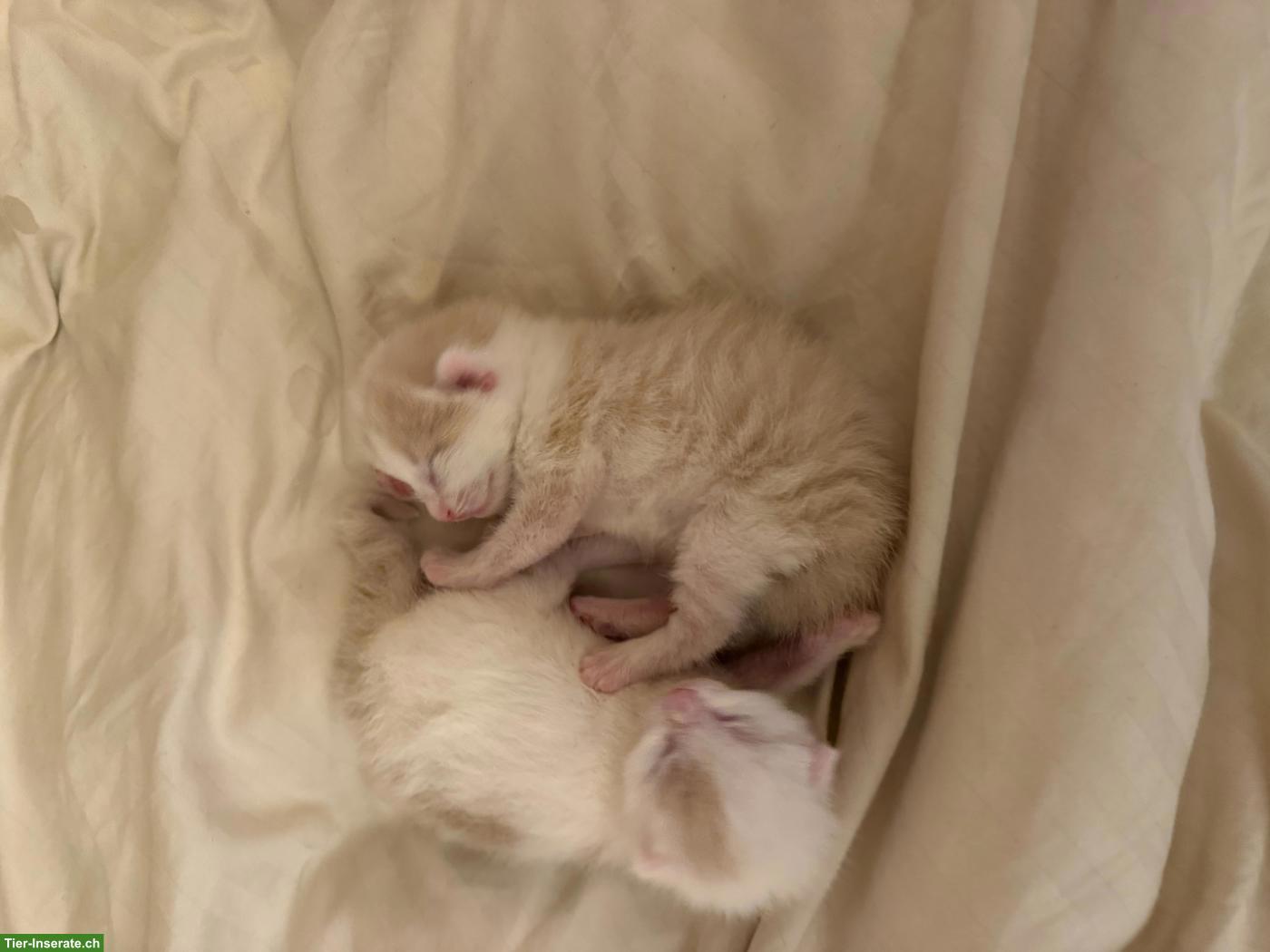 Bild 3: Baby Kätzchen suchen gemeinsames, liebevolles Zuhause