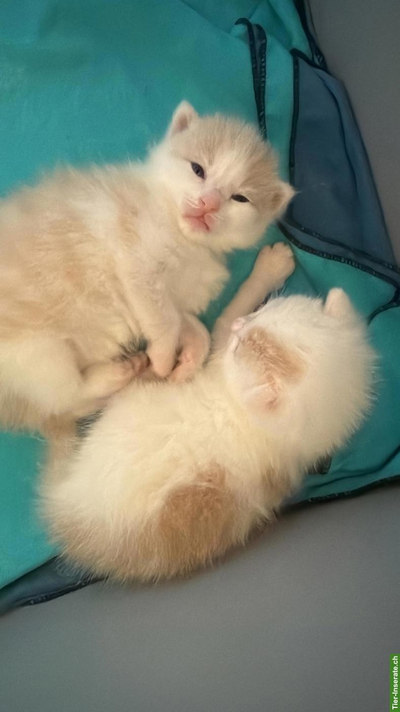 Bild 4: Baby Kätzchen suchen gemeinsames, liebevolles Zuhause
