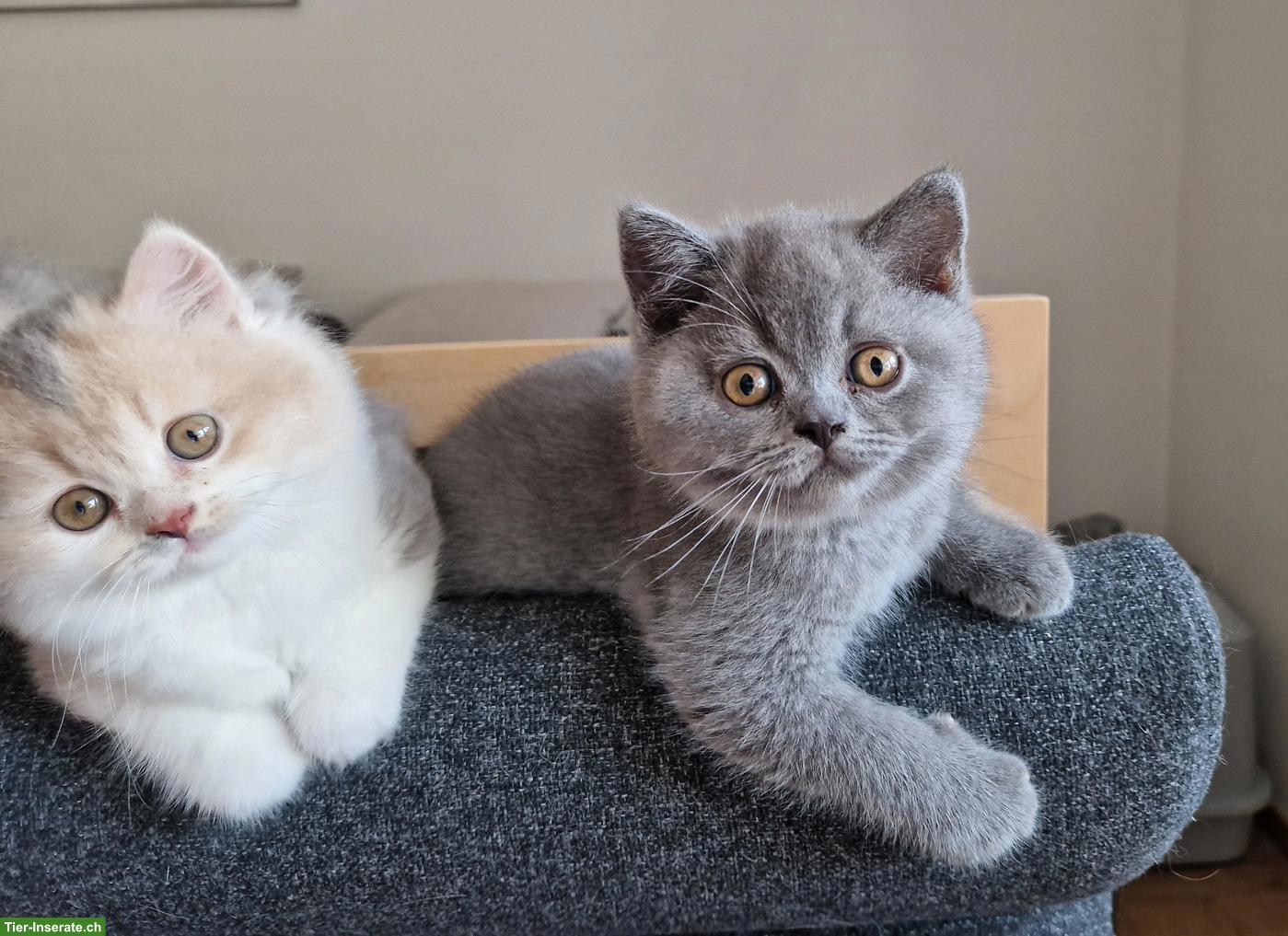 Britisch Lang und Kurzhaar Kitten suchen ihr Traumschloss
