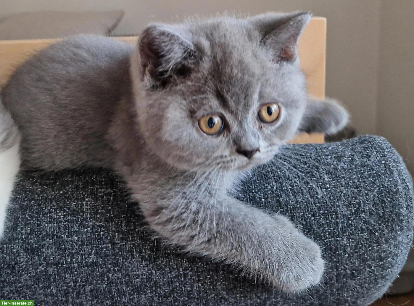 Bild 10: Britisch Lang und Kurzhaar Kitten suchen ihr Traumschloss