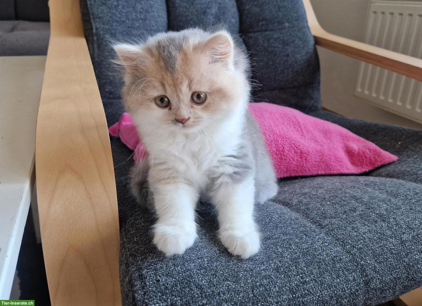Bild 5: Britisch Lang und Kurzhaar Kitten suchen ihr Traumschloss